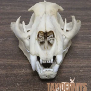 MOUNTAIN LION (COUGAR) FULL SKULL FOR SALE. L-111SK